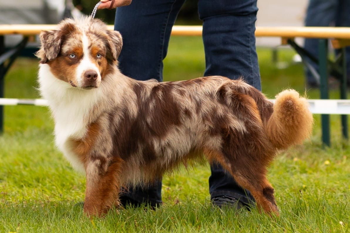 Vhispers Shaman Red Miniloup De La Forêt Qui Chante