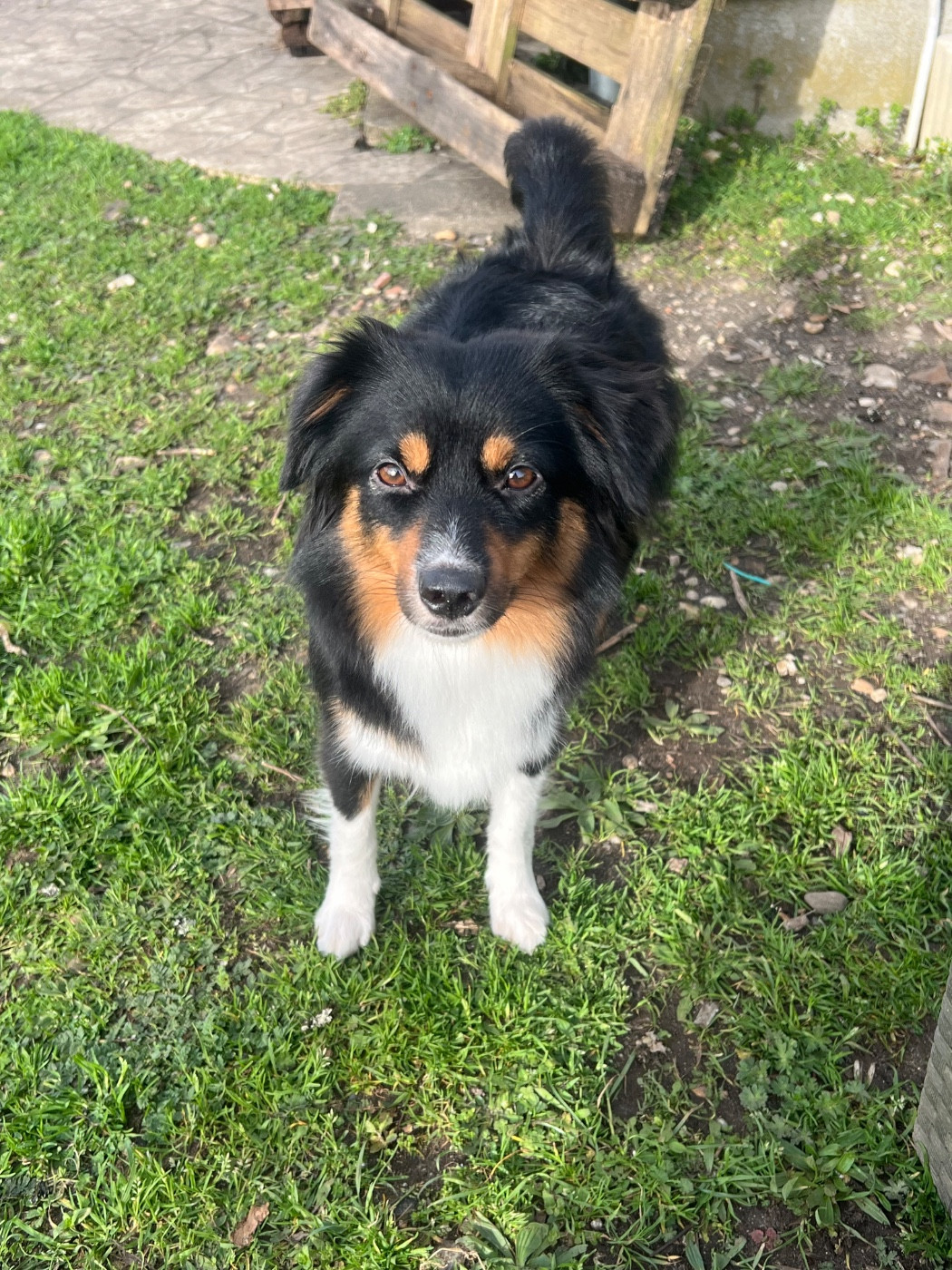 U'Nia Shining Fairy (Sans Affixe)