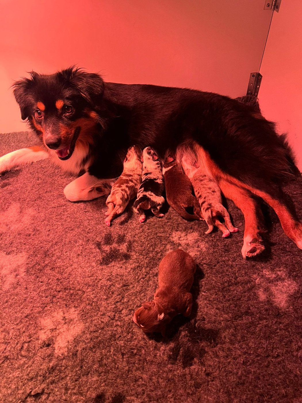 Of The Little Fairy Moon - Berger Américain Miniature  - Portée née le 02/01/2026