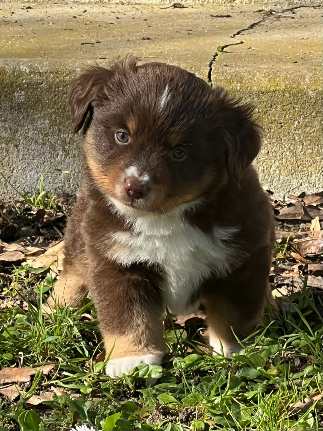 Of The Little Fairy Moon - Chiots disponibles - Berger Américain Miniature 