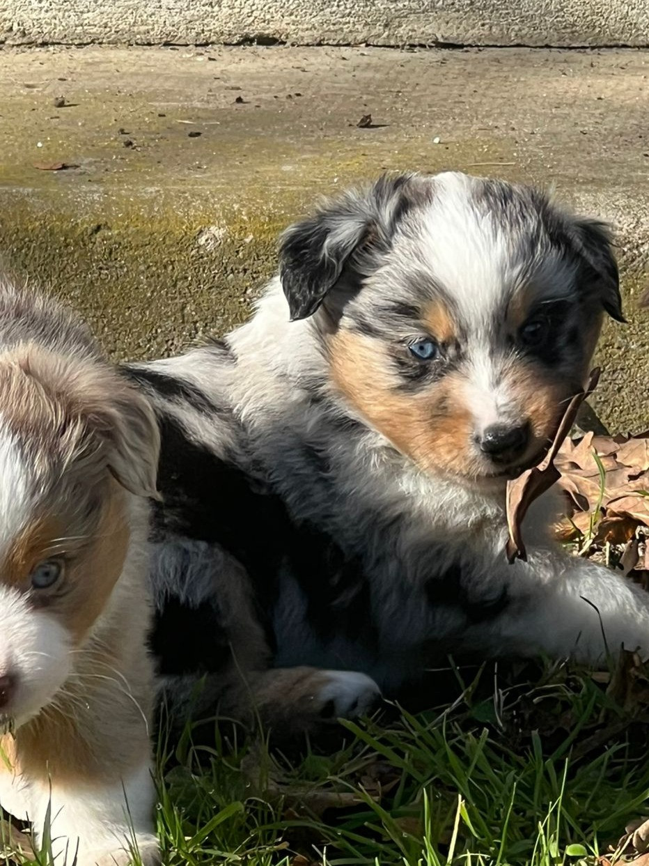 Of The Little Fairy Moon - Chiots disponibles - Berger Américain Miniature 