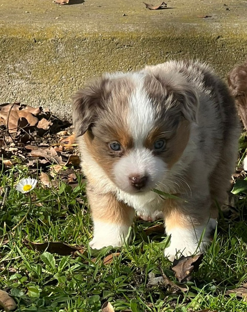 Of The Little Fairy Moon - Chiots disponibles - Berger Américain Miniature 