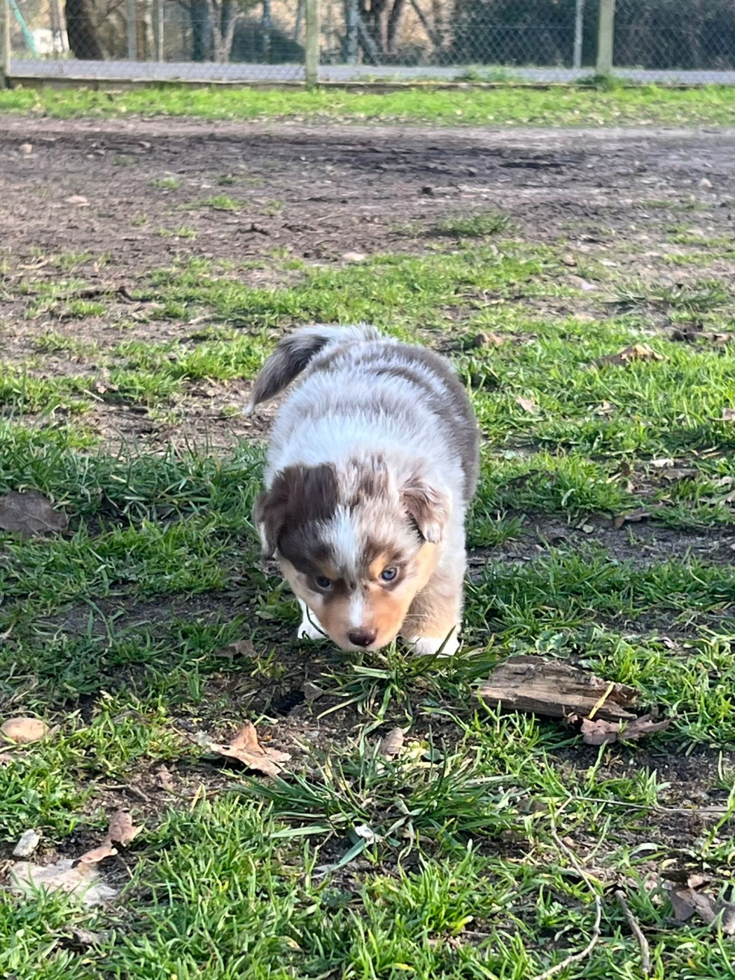 Of The Little Fairy Moon - Chiots disponibles - Berger Américain Miniature 