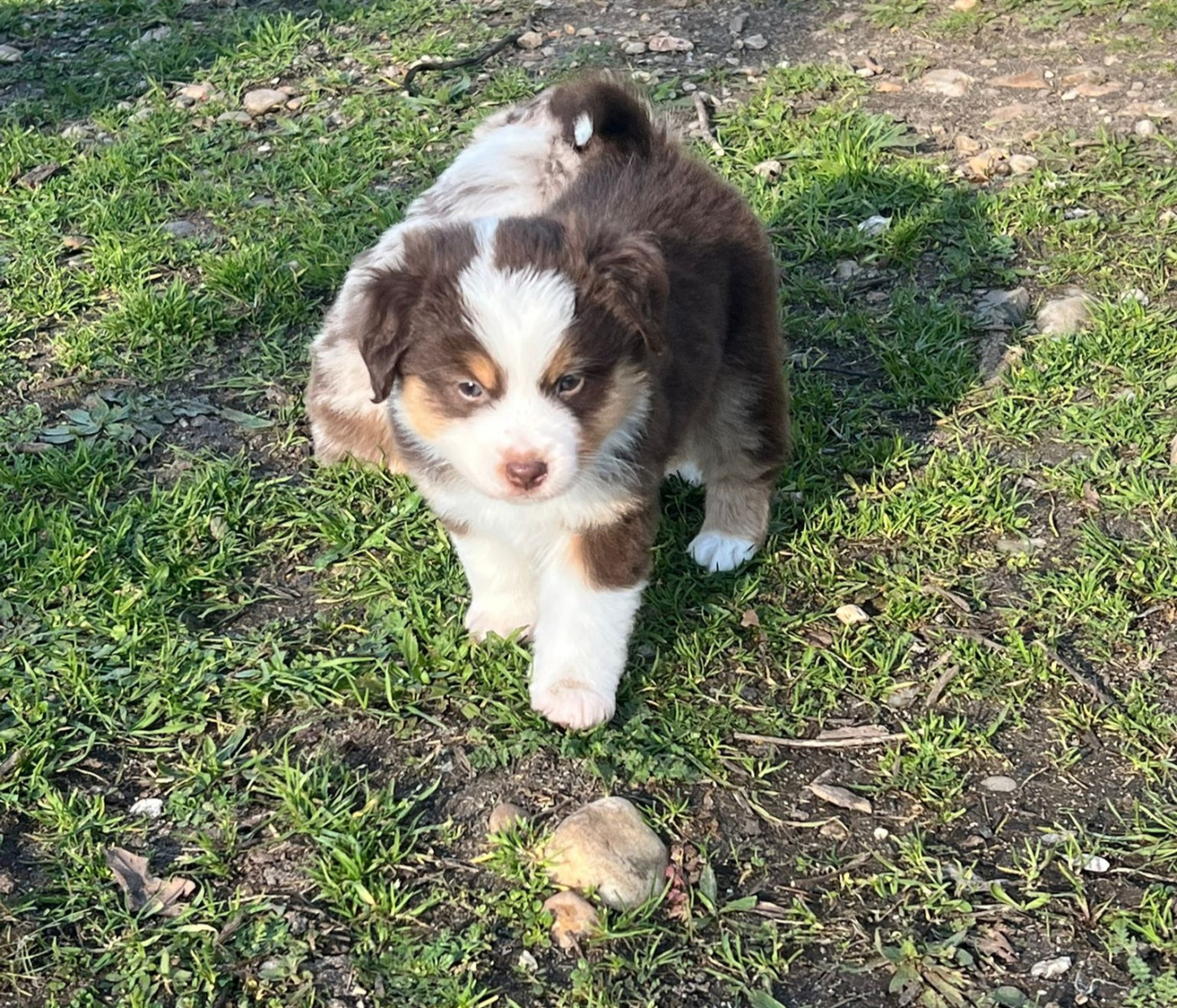 Of The Little Fairy Moon - Chiots disponibles - Berger Américain Miniature 